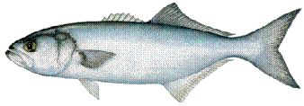 Blue Fish
