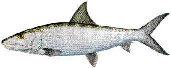 Bone Fish
