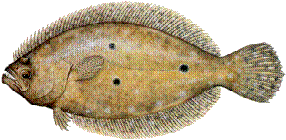 Flounder