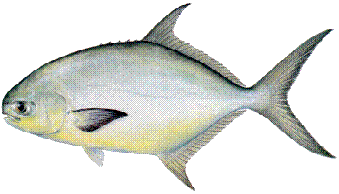 Pompano