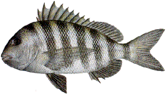 Sheepshead