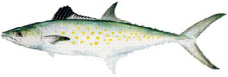 Spanish Mackerel