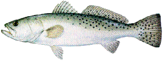 Spotted Seatrout