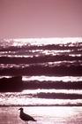 Link to Jacksonville Tide Chart